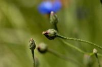 bleuet