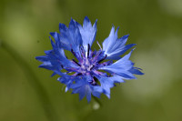 bleuet