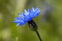 bleuet