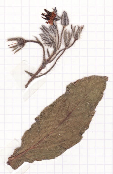 bourrache