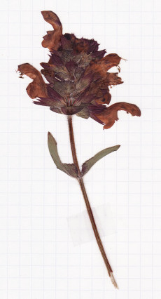 brunelle hastée