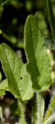 brunelle à feuille hastée