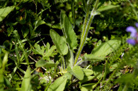 brunelle à feuille hastée