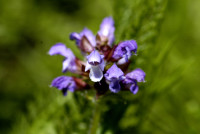 brunelle à feuille hastée