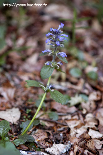 bugle rampante