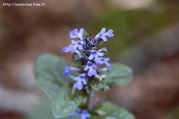 bugle rampante