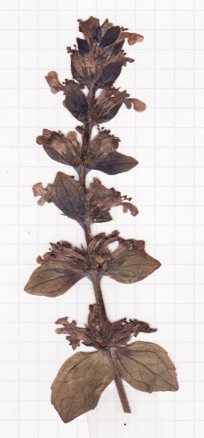 bugle rampante