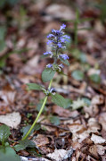 bugle rampante