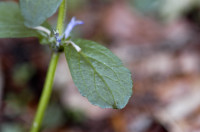 bugle rampante