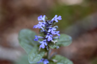 bugle rampante