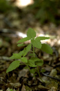 calament