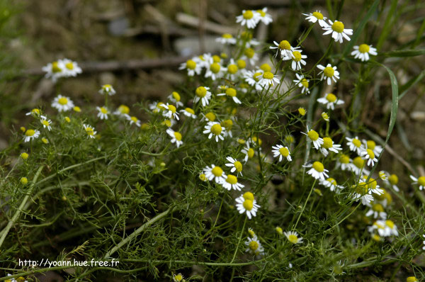 camomille