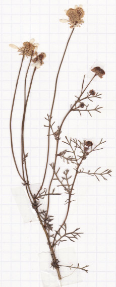 camomille