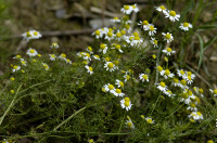 camomille