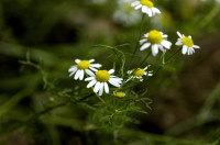 camomille