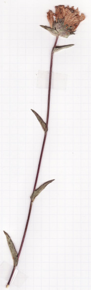 campanule