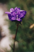 campanule