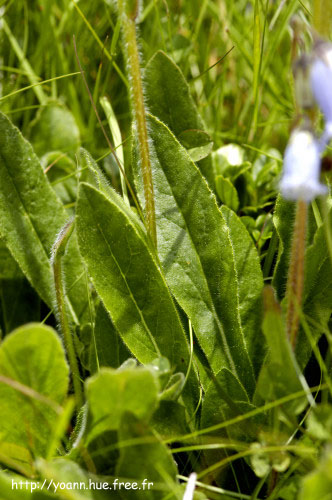 campanule barbue