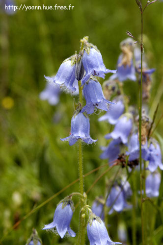 campanule barbue