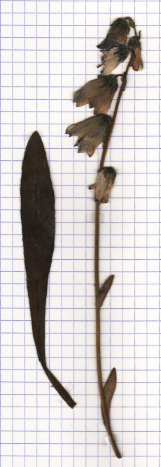 campanule barbue