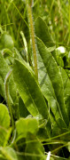 campanule barbue