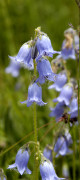 campanule barbue
