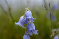 campanule barbue