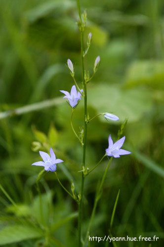 campanule raiponce