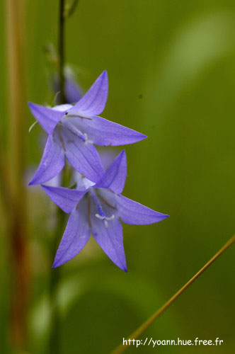 campanule raiponce