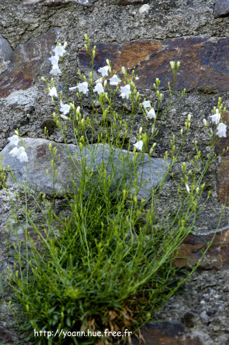 campanule raiponce