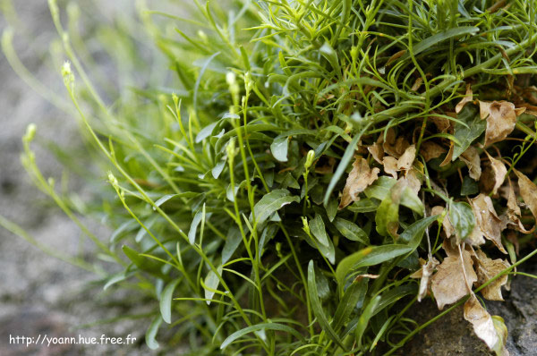 campanule raiponce