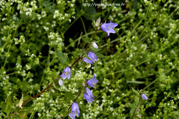 campanule gantelée
