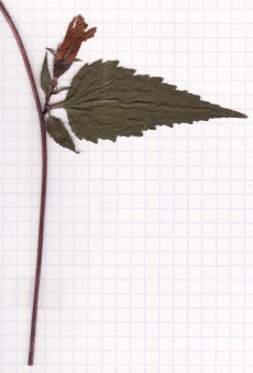 campanule gantelée