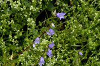 campanule