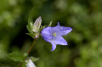 campanule