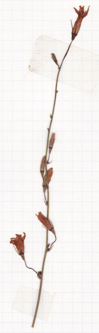 campanule raiponce