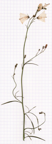 campanule raiponce