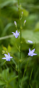 campanule raiponce