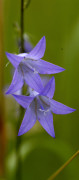 campanule raiponce