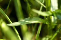 campanule raiponce