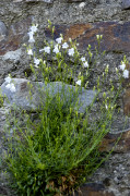 campanule raiponce