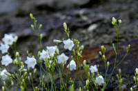 campanule raiponce