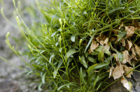 campanule raiponce