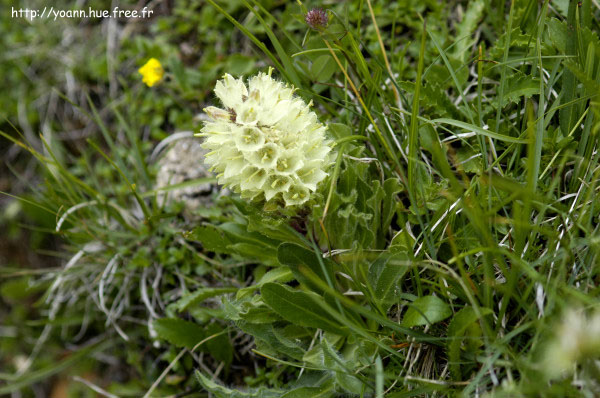 campanule en thyrse