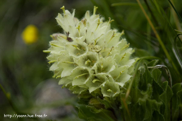 campanule en thyrse