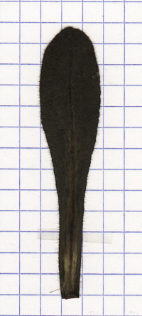 campanule en thyrse
