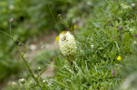 campanule en thyrse