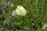 campanule en thyrse