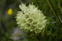 campanule en thyrse