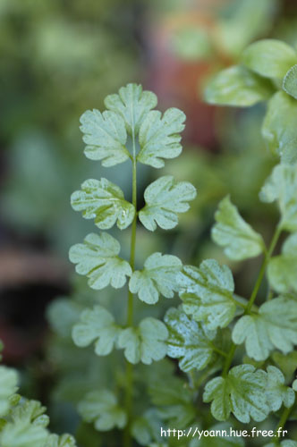 cardamine des bois